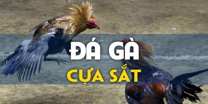 Các trận đấu đá gà cựa sắt đầy tính hấp dẫn, kịch tính thu hút người chơi